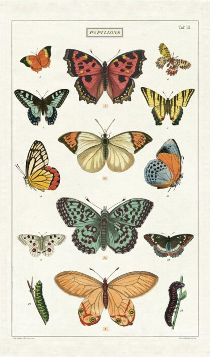 Cavallini & Co Vintage Tea Towel: Butterflies - Image 4