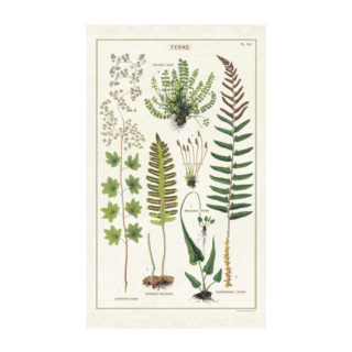 Cavallini & Co Vintage Tea Towel: Fern