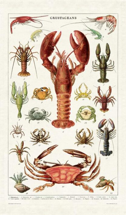 Cavallini & Co Vintage Tea Towel: Crustaceans - Image 4