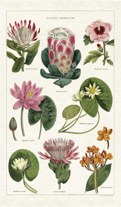Cavallini & Co Vintage Tea Towel: Tropical Plants - Image 3