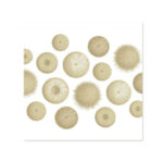 Wolfkamp & Stone Cotton Napkin, Kina, Set of 4