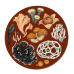 Wolfkamp & Stone Placemats, NZ Fungi Phellodon, Set of 6